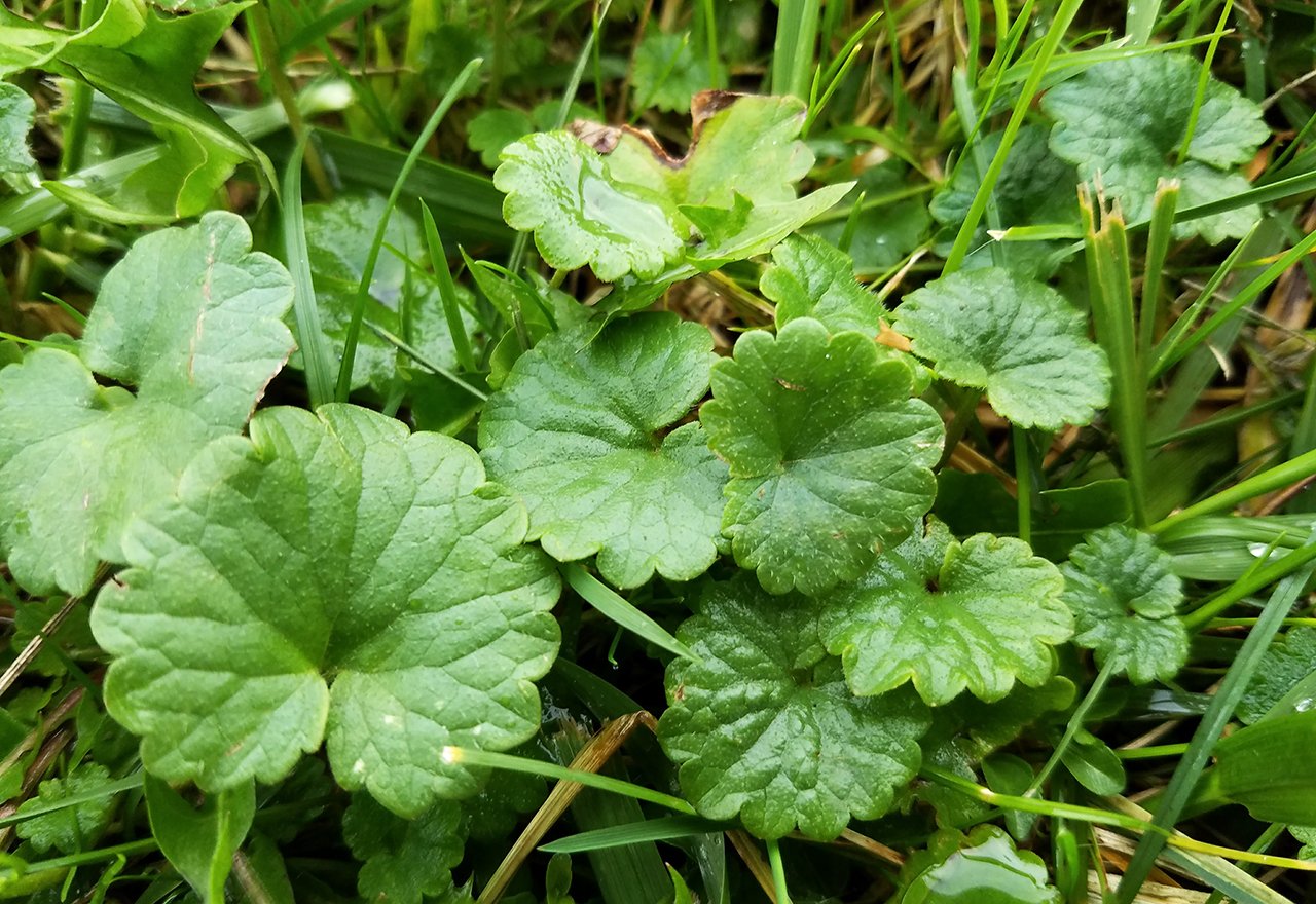 Creeping jenny best sale poisonous to dogs